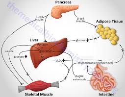 Diabetes Type 1 And Type 2 The Medical Biochemistry Page