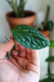 It's often sold as kerstenianum when you find it in nursery centers. Hands On With The Monstera Peru Plant Care Top Tips