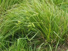 Image result for Carex lycurus