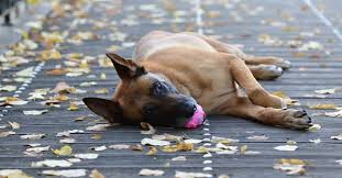 El pastor belga malinois comparte estándar con las otras 3 variedades de pastor belga, diferenciándose de estas sólo en la longitud, tipo y color del pelo. Der Belgischer Schaferhund Malinois Was Sind Die Idealen Haltungsbedingungen