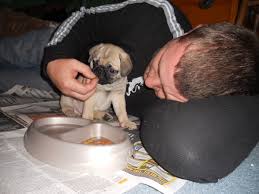 Check spelling or type a new query. What To Expect When Bringing Home A New Puppy Pethelpful
