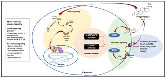 Image result for Fourth Generation Progestin