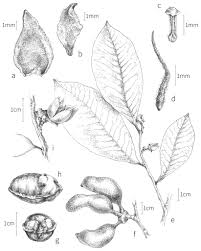 Image result for Xylopia lukei