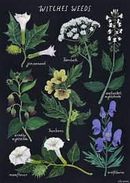 Poisonous And Other Plants Used In Spells Potions Poisons Print Is 250gsm Matte A4 Size 21 X 29 7 Cm Or 8 3 X 11 Witch Aesthetic Botanical Art Witchy
