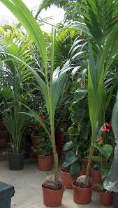 Piante Da Vaso Cocos Cocos Nucifera Palma Da Cocco Piante Tropicali Piante Giardinaggio Di Interni