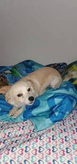 Maybe you would like to learn more about one of these? Columbus Puppies And Dogs For Adoption Home Facebook
