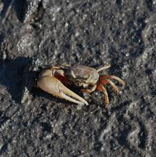 Image result for Toddalia crenulata