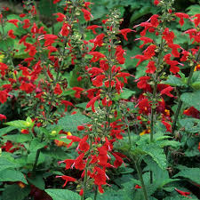 Image result for Salvia coccinea