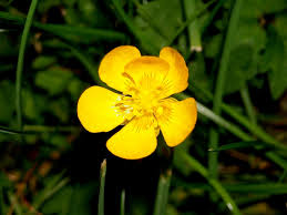 Over 100,000 english translations of german words and phrases. Sumpfdotterblume Butterblume