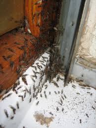 Se debarasser d une fourmiliere. Se Debarasser D Une Fourmiliere Dans Le Mur De La Maison Au Jardin Forum De Jardinage