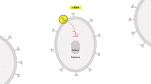 Sie ließen sich im vergleich zu konventionellen impfstoffen sehr viel schneller und in erheblich größeren mengen. Funktionsweise Der Corona Impfstoffe So Schutzt Die Impfung Vor Dem Coronavirus Zeit Online