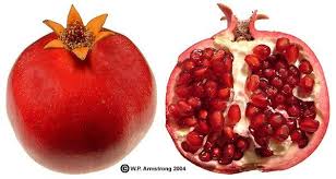 Golden Information A List Of Fruits Seeds And Pits That Are Safe And Unsafe A Must Read For Any Bird Owner