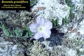 Image result for Bonamia