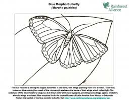 Who does not love the beauty of their colors and the flutter of their wings? Blue Morpho Butterfly Coloring Page Rainforest Alliance