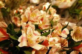 Check spelling or type a new query. Affordable Flowers For Valentine S Day Or Any Day