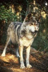 Mexican Wolves Are The Most Endangered Wolf Species Estimated Only About 15 Are Left In The Wild Wolf Pictures Most Endangered Animals Wolf World