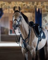 Pin By Oksana Nuestroeva On Media Of Horse In 2020 Horses Horse Girl Animals