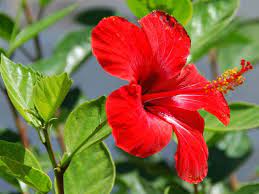 Hibiscus Rosa Sinensis Chinese Hibiscus World Of Flowering Plants Hibiscus Rosa Sinensis Hibiscus Flower Care