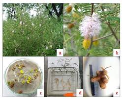 Image result for Dichrostachys