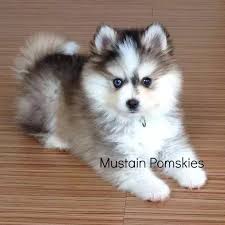 We have a wide selection of teacup puppy dogs for adoption, including teacup pomeranians, teacup poodles, teacup yorkies, teacup malteses, teacup chihuahuas, teacup bichons, mini french bulldogs and mini english bulldogs. Teacup Husky Puppies