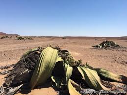 Image result for Welwitschiella