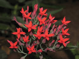 Image result for Kalanchoe rotundifolia