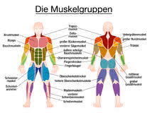 The superficial back muscles are the muscles found just under the skin. Muscle Diagram German Text Male Body Stock Vector Illustration Of Anatomy Front 96023948