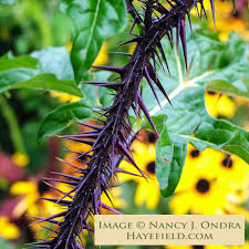 Image result for Solanum torreanum