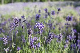 Purple haze lavender is a certified organic farm located in sequim, washington on the beautiful olympic peninsula. The Most Beautiful Lavender Farms To Visit In The Us Travel Channel