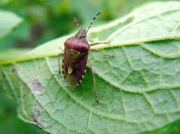 They cause millions of dollars in economic damage by feeding on commercially produced fruit. How To Get Rid Of Stink Bugs Naturally Diy Remedies 2021 Bugwiz