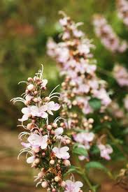 Image result for Caryopteris odorata