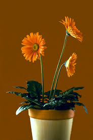 Contoh gambar untuk kolase anak sd. Stillleben Blume Natur Kostenloses Foto Auf Pixabay