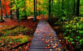 The Most Beautiful Bridges In The World Nature Desktop Nature Images Autumn Scenery
