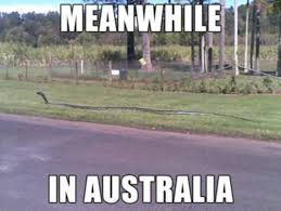 28 Funny Crazy Meme Pictures Meanwhile In Australia Reckon Talk Meanwhile In Australia Australia Meme Australia Funny