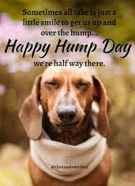 We did not find results for: 60 Funniest Hump Day Memes To Survive Wednesdays Hump Day Quotes Morning Quotes Funny Funny Hump Day Memes