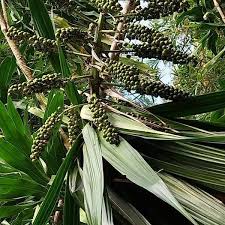 Image result for Dracaena steudneri