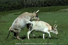 Image result for chillingham cattle