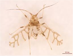 The cellular mechanisms by which bbtv translocates from the anterior midgut to the salivary gland epithelial tissues are not understood. Non Destructive Dna Extraction From Aphids The Application In Virus Vector Studies Of Banana Bunchy Top Virus Bbtv Springerlink