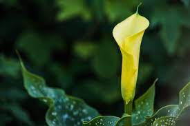 Leaves Dying On A Calla Lily Thriftyfun