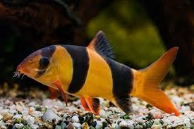 Fish That Eat Snails The Pet Supply Guy Clown Loach Tropical Fish Aquarium Betta Fish