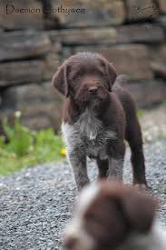 Image result for maďarský ohař drátosrstý