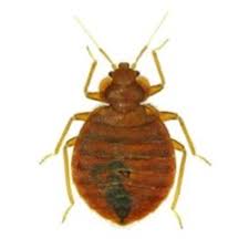 Chilton's environmental termite & pest control. Ehrlich Pest Control 17 Photos 11 Reviews Pest Control 5410 Port Royal Road Springfield Va Phone Number