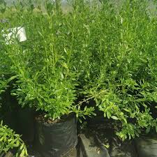 Image result for Freylinia