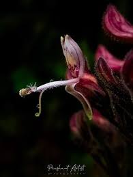 Image result for Blepharis involucrata