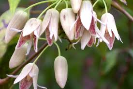 See more ideas about red climbing roses, climbing roses, beautiful flowers. Lynda Hallinan Best Climbers For Kiwi Gardens Stuff Co Nz