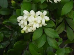 Image result for Murraya paniculata