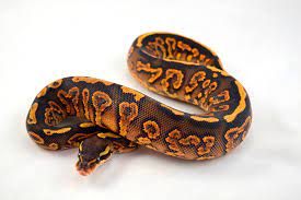 6 New Additions To Wtf Morphs Trick Bpyb Nova Pastel Yb Nupo Female And Ff Calic Ball Python Morphs Pet Snake Cute Reptiles