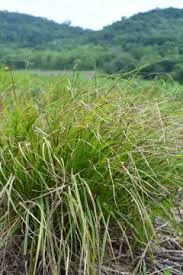 Image result for Pycreus gracillimus