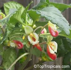 Image result for Impatiens niamniamensis