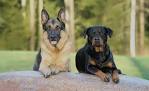 Rottweiler Mix - Are they just as awesome as purebreds?